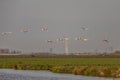 A group of flying mute swans, Cygnus olor, during warm colored sunrise over polder landscape