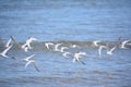 Group of Flying Piping Plovers Over the Ocean