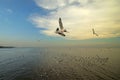 Group of flying seagull bird Royalty Free Stock Photo