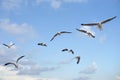 Group of flying seagull bird Royalty Free Stock Photo