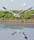 Group of flying seagull