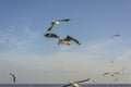 Group of flying seagulls Royalty Free Stock Photo