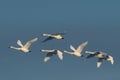 Group of flying whooper swans Cygnus cygnus, in winter