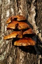 Forest mushrooms growing on a birch tree. Autumn time, harvesting wild crops Royalty Free Stock Photo