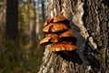 Forest mushrooms growing on a birch tree. Autumn time, harvesting wild crops Royalty Free Stock Photo