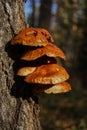 Forest mushrooms growing on a birch tree. Autumn time, harvesting wild crops Royalty Free Stock Photo