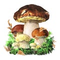 Group of forest edible boletus edulis mushrooms, king bolete, cep in the woods close up, porcini mushroom isolated Royalty Free Stock Photo