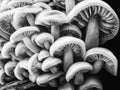 Group of forest mushrooms. Royalty Free Stock Photo