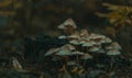 Group of forest mushrooms closeup Royalty Free Stock Photo