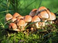 group of forest mushrooms