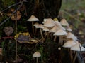 Group of forest mushrooms Royalty Free Stock Photo
