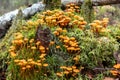 Group of forest mushrooms Xeromphalina campanella called golden trumpet in the forest on an old mossy stump