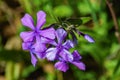 Group of a Forest Phlox Ã¢â¬â Phlox divaricate