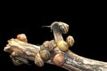 Group forest snail, Cepaea nemoralis