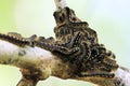 A group of forest tent caterpillars clustered together on a branch