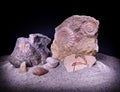 A group of fossils ammonites, shels, corals, fish on grey sand.