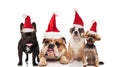 Group of four adorable and different santa dogs Royalty Free Stock Photo