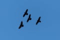 Group of four black northern ravens in flight in blue sky with spread wings