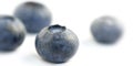 Group of four blueberries shot in extreme close-up the front blu Royalty Free Stock Photo