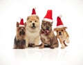 Group of four brown santa dogs sitting and standing Royalty Free Stock Photo