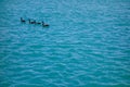 Group of four Canadian geese swim calmly on blue wavy water