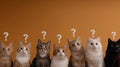 A group of four cats illustrates curiosity, each with distinct fur patterns, as whimsical question marks hover above