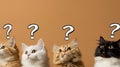 A group of four cats illustrates curiosity, each with distinct fur patterns, as whimsical question marks hover above