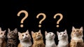 A group of four cats illustrates curiosity, each with distinct fur patterns, as whimsical question marks hover above