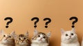 A group of four cats illustrates curiosity, each with distinct fur patterns, as whimsical question marks hover above