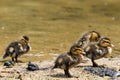 Group of four Chicklets of Wild Ducks (Mallard) Royalty Free Stock Photo