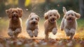 A group of four dogs running together in a field, AI Royalty Free Stock Photo