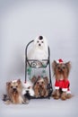 Group of four dogs of Yorkie and Maltese