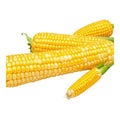 Multiple Ears of Yellow Corn with Green Stalks on White Background ear of corn maize Royalty Free Stock Photo