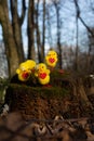 A group of four Easter Chicks playing in the fresh air. Royalty Free Stock Photo