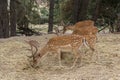 Group Of Four Fallow Deer Dama Dama grazing in the forest Royalty Free Stock Photo