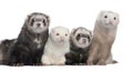Group of four ferrets