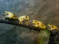 A group of four frogs rest on a tree branch.