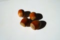 Group of 4 fully ripe unpeeled hazelnuts