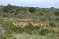 Group of four gazelles standing in a line in the middle of a field covered with grass and trees Royalty Free Stock Photo