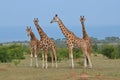 Giraffes in the savana, Masai Mara, Kenya