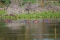 Group of four hippos Royalty Free Stock Photo