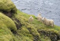 Group of four icelandic sheep, mother and lamb standing on bank Royalty Free Stock Photo