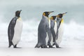 Group of four King penguins, Aptenodytes patagonicus, going from white snow to sea, Falkland Islands