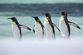 Group of four King penguins, Aptenodytes patagonicus, going from white snow to sea, Falkland Islands Royalty Free Stock Photo