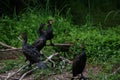 Group of four large cormorants on branches