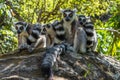 A group of four lemurs Kata (Lemur catta) sitting on a rock with green background.