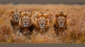 A group of four lions walking through a field together, AI Royalty Free Stock Photo
