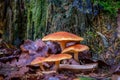 Group of four orange-brown large mushrooms at the base of a rotting tree stump Royalty Free Stock Photo