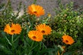 A group of four orange gerber flowers in the green leafy background Royalty Free Stock Photo