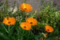 A group of four orange gerber flowers in the green leafy background